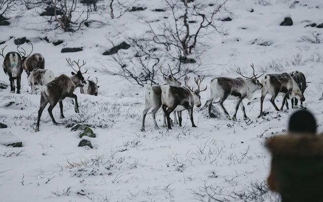 Renar i ett vinterlandskap, en suddig person ses bakifrån i förgrunden