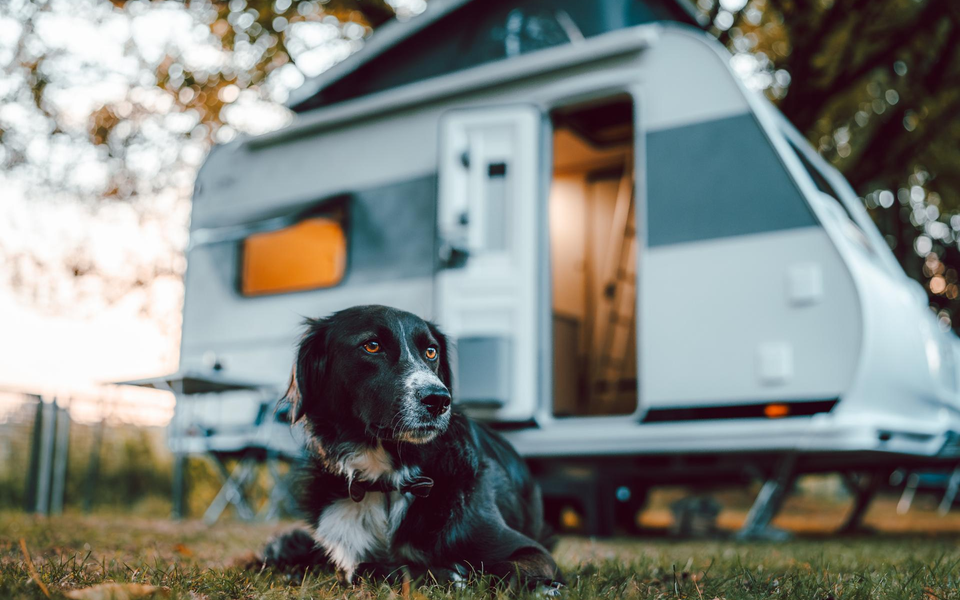 Das Bild zeigt einen Hund vor einem LMC Wohnwagen Style 400 f.